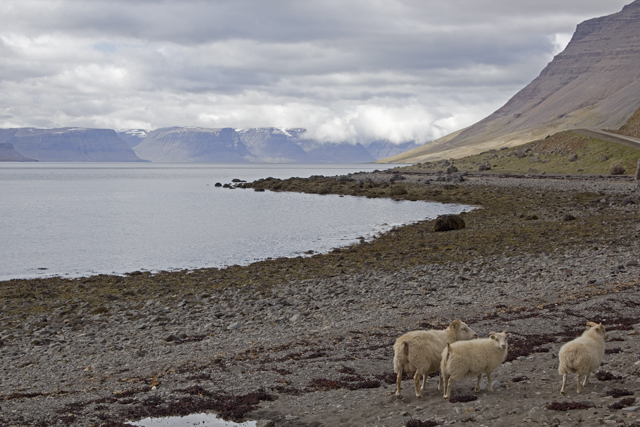 2011-06-29_12-55-58 island.jpg - Borgarfjrdur